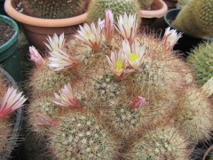 Mammillaria carretii 0.jpg