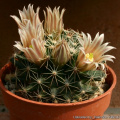 Mammillaria heyderi subs. hemisphaerica 62.jpg