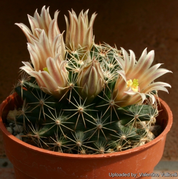 Файл:Mammillaria heyderi subs. hemisphaerica 62.jpg
