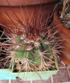 Melocactus ernestii ssp. ernestii