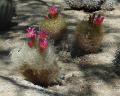 Neoporteria senilis 6.JPG