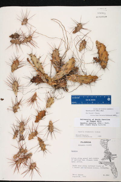 Файл:Opuntia pusilla herb.jpg