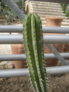 Polaskia chichipe 3.jpg