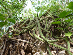 Selenicereus grandiflorus 4.jpg