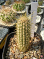 Weberbauerocereus albus