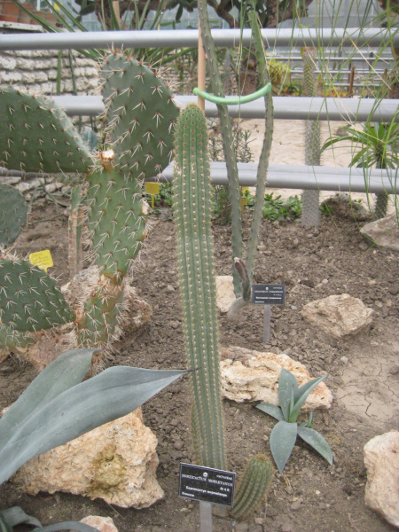 Файл:Cleistocactus sepium 2.jpg