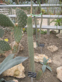 Cleistocactus sepium