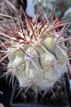 Copiapoa calderana ssp. calderana 3.jpg