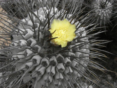 Copiapoa dealbata 01.jpg
