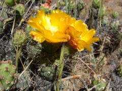 Cumulopuntia sphaerica 2.jpg