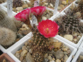 Echinopsis backebergii 2 Galin Radkov.jpg