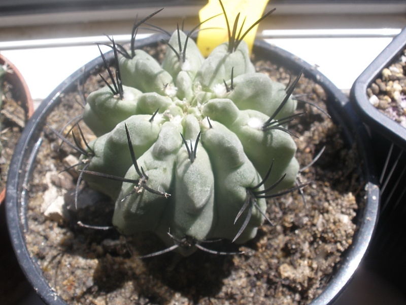 Файл:Eriosyce paucicostata ssp. paucicostata.jpg