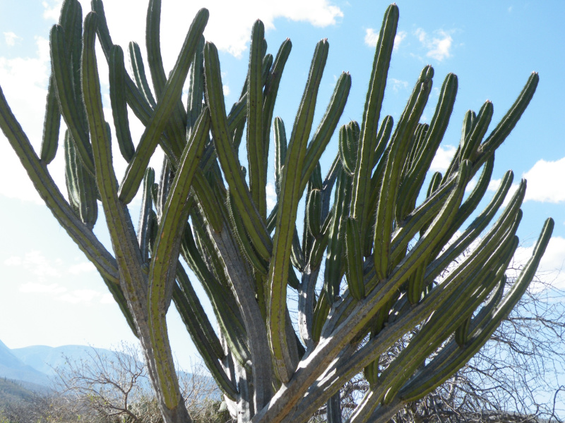 Файл:Escontria chiotilla 3.jpg