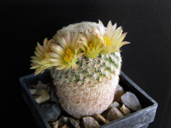 Mammillaria pectinifera ssp. solisioides.JPG