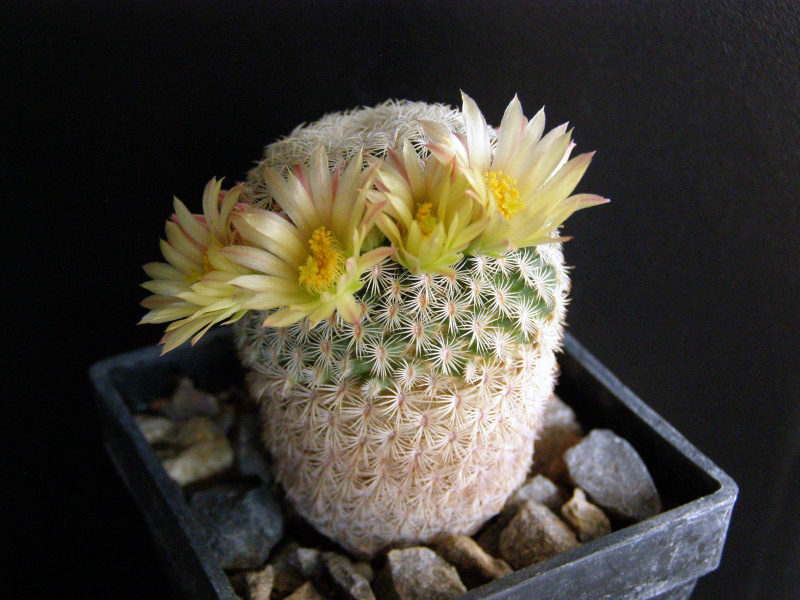 Файл:Mammillaria pectinifera ssp. solisioides.JPG
