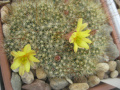 Mammillaria surculosa 2.jpg