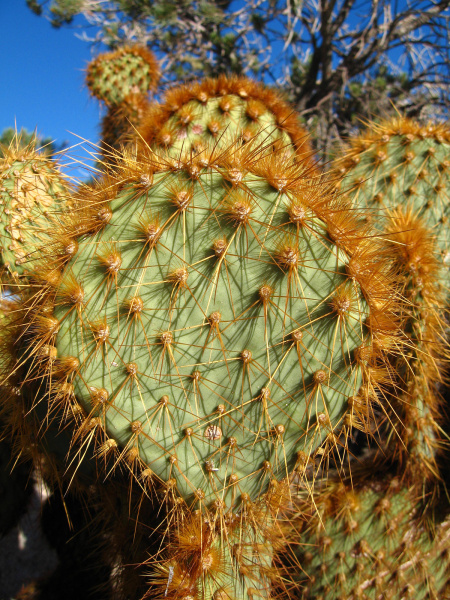 Файл:Opuntia chlorotica h1.jpg