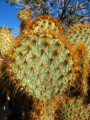 Opuntia chlorotica h1.jpg