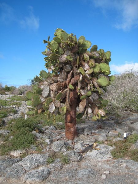 Файл:Opuntia galapageia 3h.jpg
