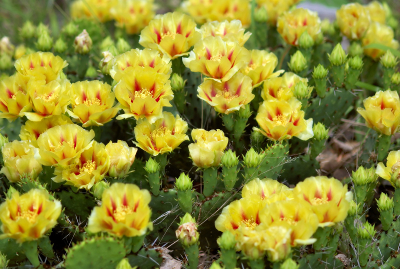Файл:Opuntia macrorhiza 4.jpg