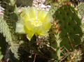 Opuntia winteriana