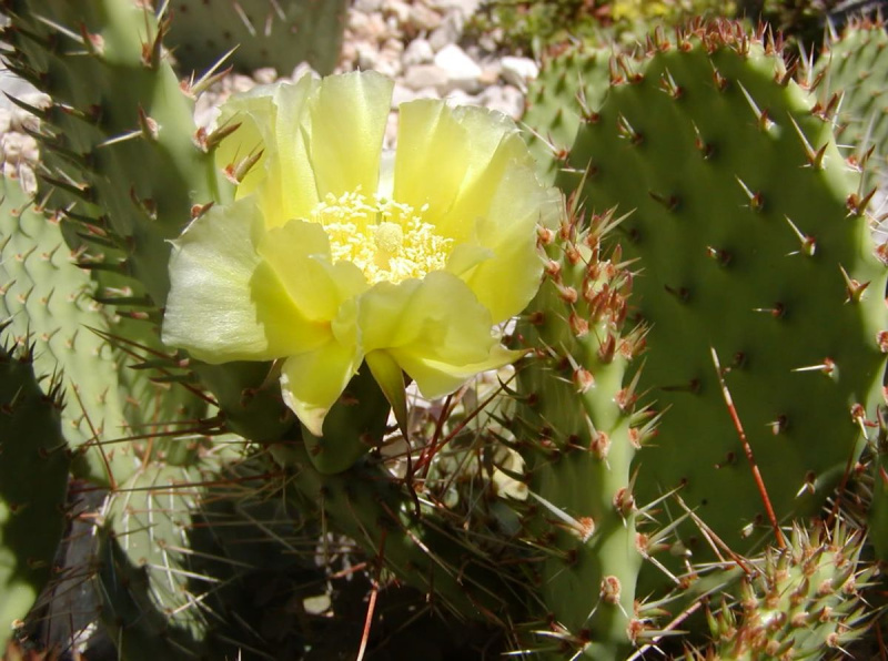 Файл:Opuntia winteriana.jpg