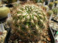 Parodia hausteiniana