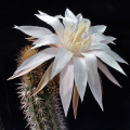 Peniocereus guatemalensis