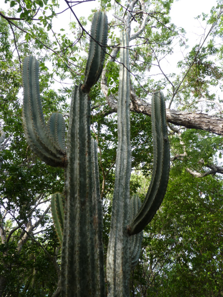 Файл:Pilosocereus polygonus 1.jpg