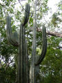 Pilosocereus polygonus