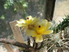 Pterocactus tuberosus2.jpg