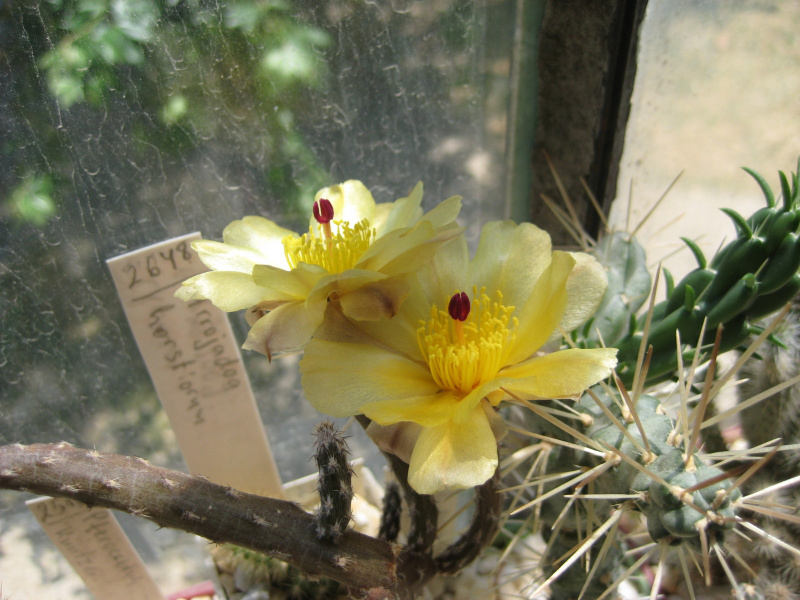 Файл:Pterocactus tuberosus2.jpg