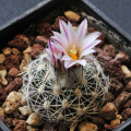 Turbinicarpus saueri ssp. nelissae 3.jpg