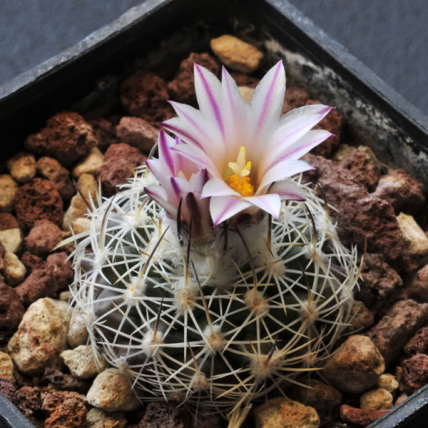 Файл:Turbinicarpus saueri ssp. nelissae 3.jpg