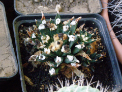 Ariocarpus agavoides.JPG