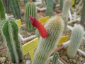 Cleistocactus brookeae ssp. brookeae