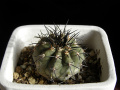 Copiapoa calderana ssp. calderana