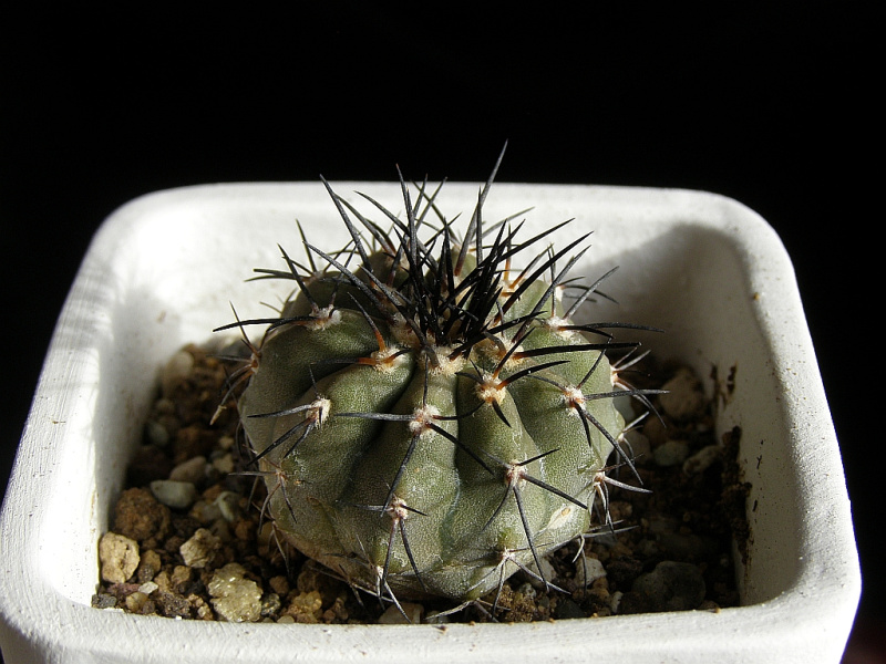 Файл:Copiapoa calderana ssp. calderana.jpg