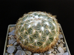 Coryphantha vaupeliana.JPG
