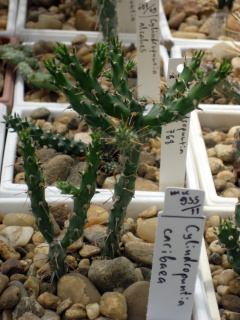 Cylindropuntia caribaea mela.jpg