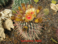 Ferocactus gracilis ssp. gatesii
