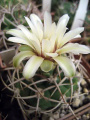 Gymnocalycium ferox kle4o.jpg