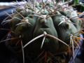 Gymnocalycium stellatum