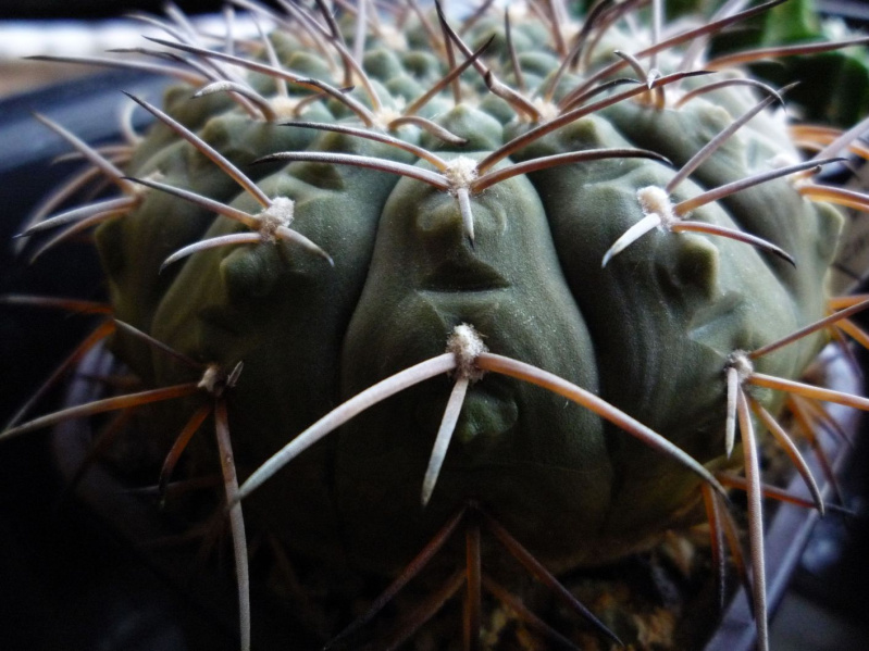 Файл:Gymnocalycium stellatum.jpg