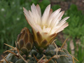 Gymnocalycium uruguayense 1.jpeg