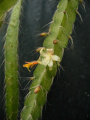 Lepismium cruciforme