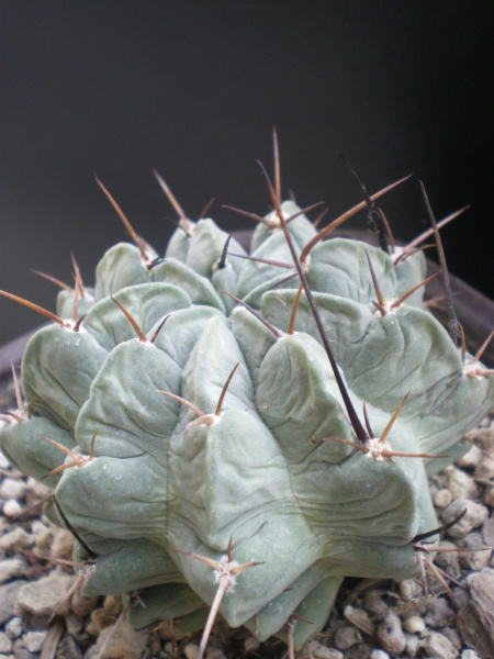 Файл:Lobivia jajoiana v. paucicostata.jpg