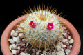 Mammillaria albilanata ssp. tegelbergiana REP 961.jpg