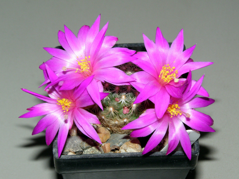 Файл:Mammillaria deherdtiana ssp. deherdtiana.JPG