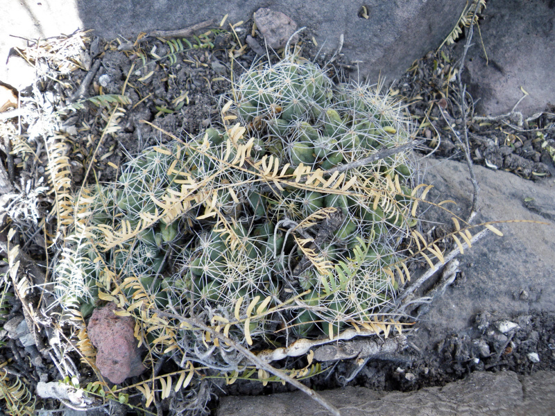 Файл:Mammillaria longimamma 03.jpg